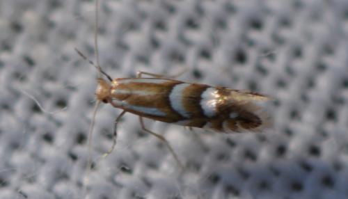 Réf. 349 121 : Phyllonorycter sp.